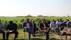 برگزاری روز مزرعه سورگوم در شهرستان نظرآباد